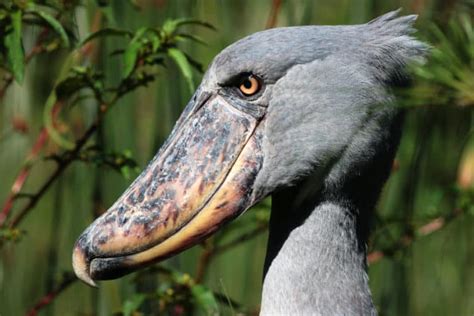 17 Amazing Facts About the Shoebill Stork: Sound, Size, Diet & More