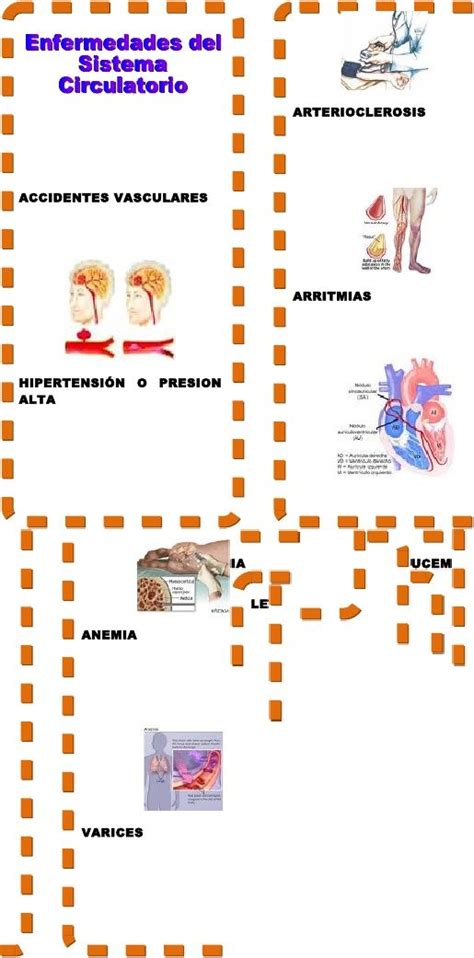 Triptico Enfermedades Del Sistema Circulatorio Sistema Circulatorio Tríptico Enfermedades