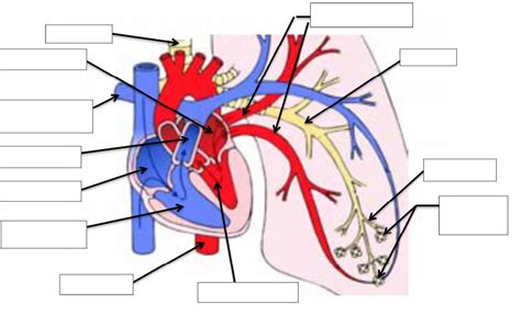 Circulation Pulmonaire Diagram Quizlet