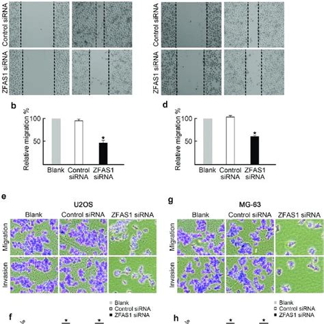 Knockdown Of Zfas1 Inhibits Osteosarcoma Cells Metastasis A U2os