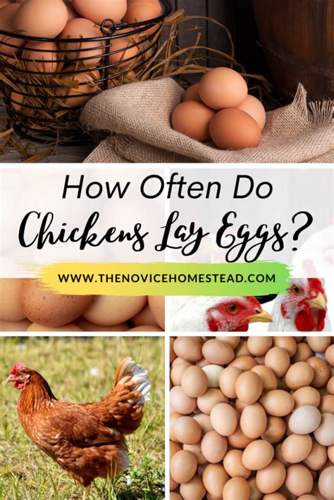 How Often Do Chickens Lay Eggs The Novice Homestead