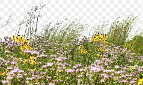 Flower Field Png Border Transparent Background Free Image By