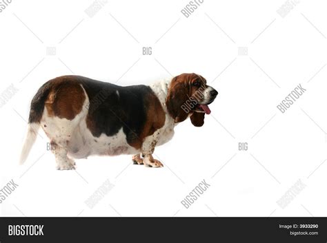 Fat Basset Hound Dog Stock Photo & Stock Images | Bigstock