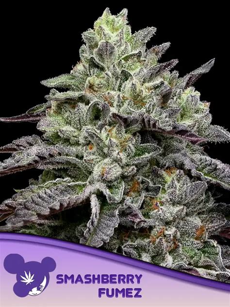 Cannabis Seeds Smashberry Fumez Anesia Seeds Villabafo