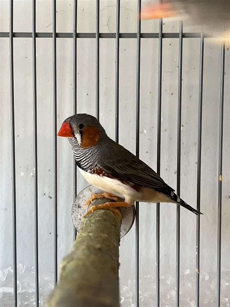 Up To 11 Finches For Sale