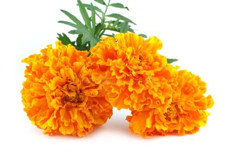 Bouquet of marigolds. stock image. Image of florist, group - 60992951