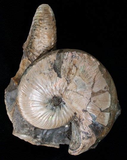 Hoploscaphities Nicolletii Ammonite Specimen From The Fox Hills