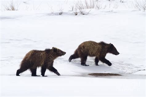 Grizzly Bear Cubs Running on Snow Photograph by Mike Cavaroc | Fine Art ...