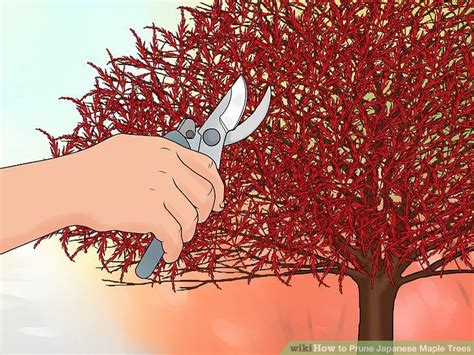 How And When To Prune Japanese Maples Artofit