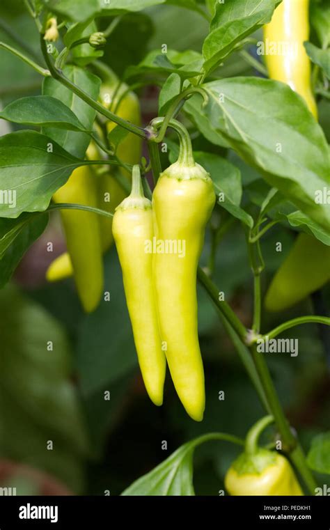 Capsicum Annuum Chilli Pepper Hungarian Hot Wax Fruit Stock Photo