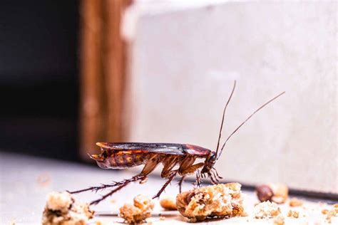 BROS FEROMOX LEP NA KARALUCHY PRUSAKI RYBIKI Akcesoria Preparaty Na