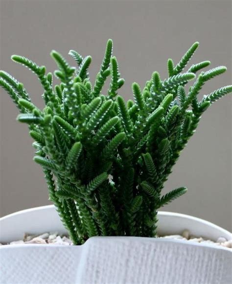 Watch Chain Zipper Plant Crassula Muscosa Princess Pine Etsy