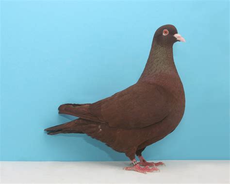 Breeds And Types Of Pigeons From Rollers To Racers Backyard Poultry