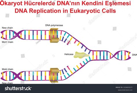 Dna Replication In Eukaryotic Cells Royalty Free Stock Vector