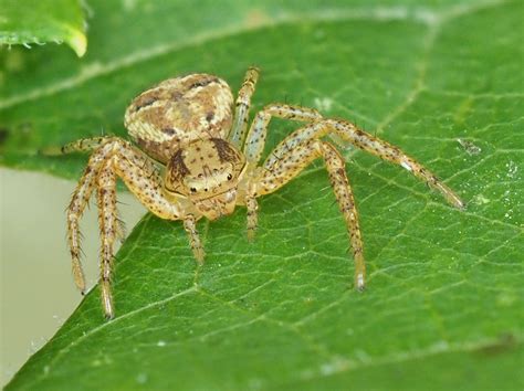 Xysticus Ground Crab Spiders In Minden Ontario Canada