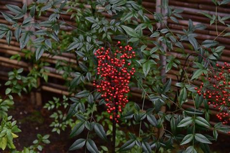 How and When to Prune Nandina Shrubs | Hunker