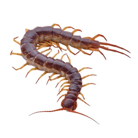 Brown Centipede With Orange Legs Transparent Png Stickpng