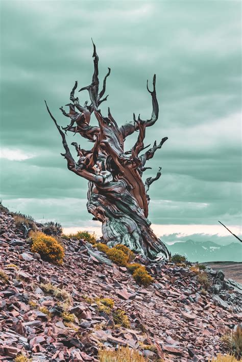 The Bristlecone Of Tatow Knob Bristlecone Firesides