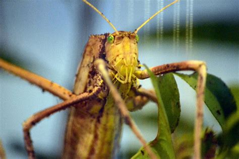 Audubon Butterfly Garden and Insectarium: New Orleans Attractions ...