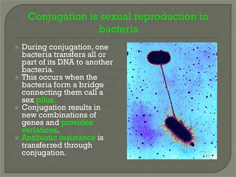 Viruses And Bacteria Ppt Download