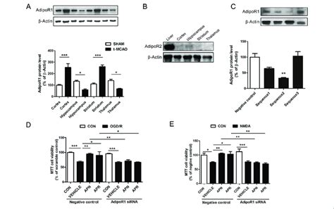 Involvement Of Adipor In The Protective Effects Of Apn And Apr