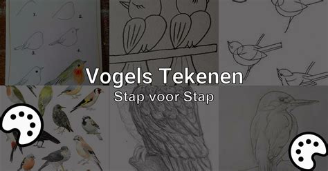 Vogels Tekenen Stap Voor Stap