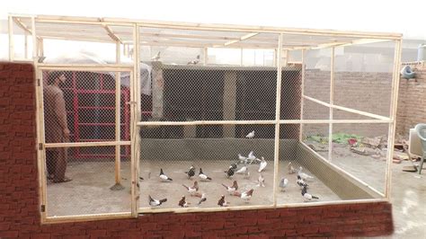 Biggest Pigeon Loft Making A New Big Pigeon Loft For Pigeons Youtube