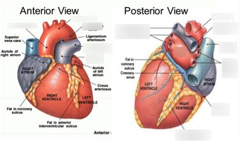 Posterior Heart Diagram Labeled