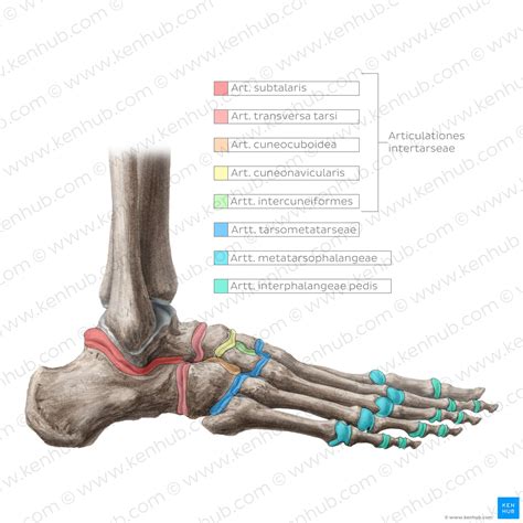 Oberes Sprunggelenk Anatomie Funktion Und Klinik Kenhub