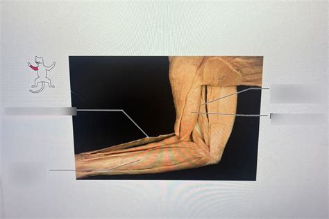 Cat Foreleg Discord Diagram Quizlet