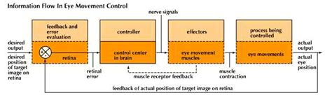 eye movement physiology britannica