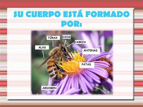 Presentaci N Abejas Comprimida Ppt