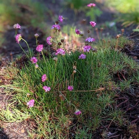 Strand Grasnelke Armeria Maritima