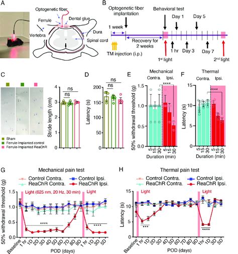 Optogenetic Stimulation Of Microglia Induces Mechanical Allodynia And