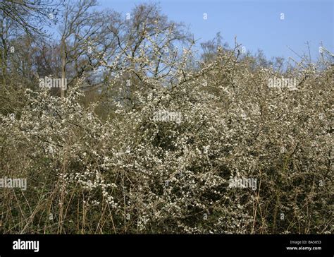 Blackthorn Tree Hi Res Stock Photography And Images Alamy