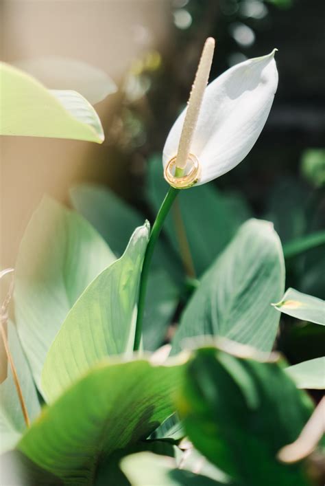 Peace Lily Photos, Download The BEST Free Peace Lily Stock Photos & HD ...