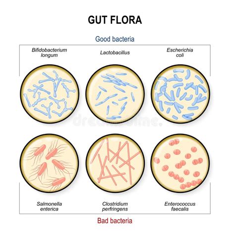 Bacteria Salmonella Stock Illustrations – 2,916 Bacteria Salmonella ...