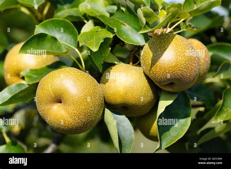 Pear, Nashi pear, Pyrus, Pyrus pyrifolia, Apple Pear, Asian Nashi Stock ...