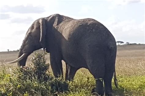 Tour Di Un Giorno Al Parco Nazionale Del Lago Nakuru Al Lago Naivasha