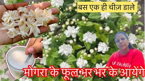 7 TIPS TO GROW MOGRA PLANT JASMINE PLANT HOW TO CARE MOGRA मगर क