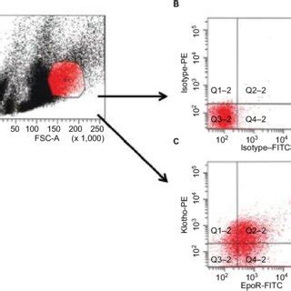 Interactive Effects Of Fgf And Erythropoietin On The Expression Of