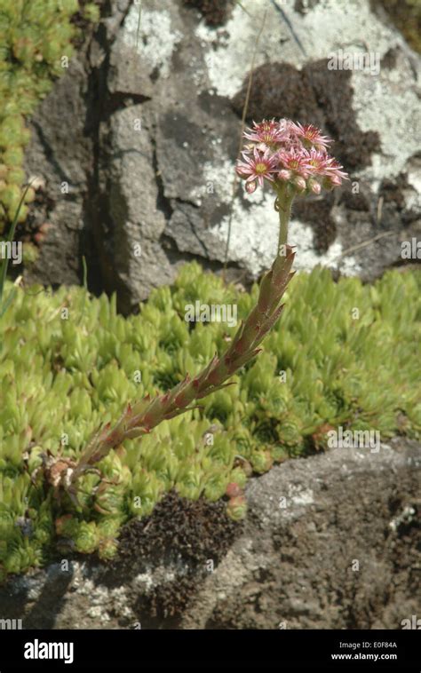 Common Houseleek Sempervivum Tectorum Stock Photo Alamy