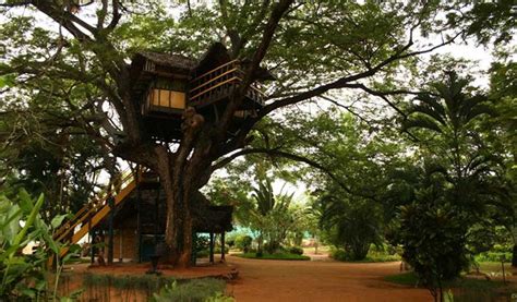 Top Romantic Tree House Resorts In India My Cms