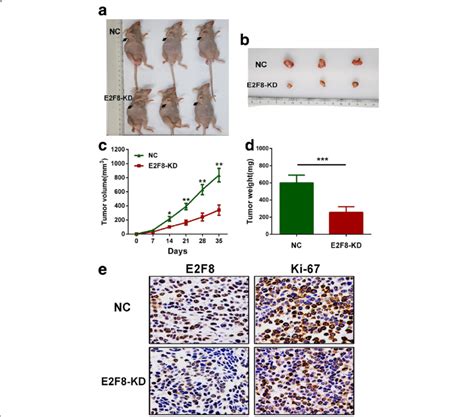 Knockdown Of E F Inhibits Tumor Growth In Vivo A Xenograft Model In