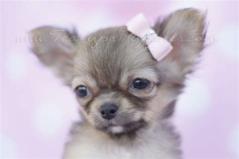 Teacup Chihuahuas And Chihuahua Puppies For Sale By Teacups Puppies And Boutique Teacup Puppies