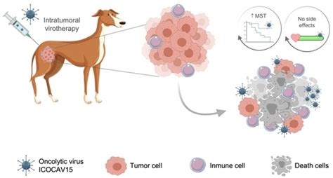 Veterinary Sciences Free Full Text Safety And Efficacy Of An