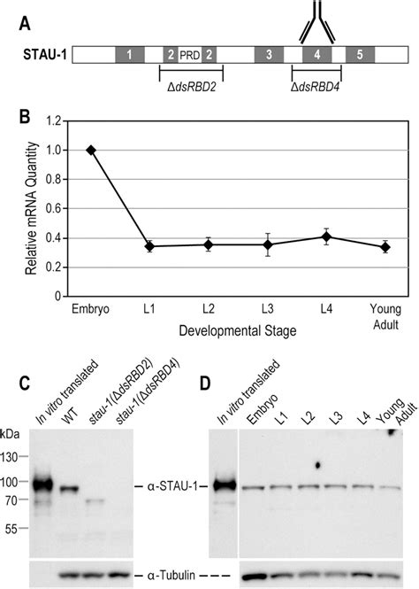 Rna Targets And Specificity Of Staufen A Double Stranded Rna Binding