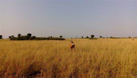 Bokora Corridor Wildlife Reserve Uganda Wildlife Safaris Tour Uganda