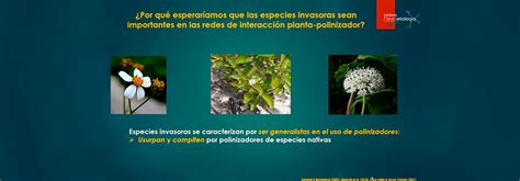 Especies Vegetales Invasoras Causan Pérdida De Biodiversidad Universo Sistema De Noticias De