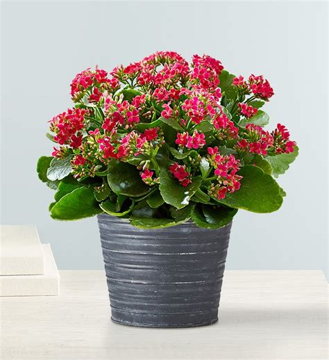 Kalanchoe Plant | 1800flowers.com